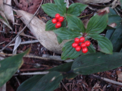 f:id:hatekota810:20090923060110j:image