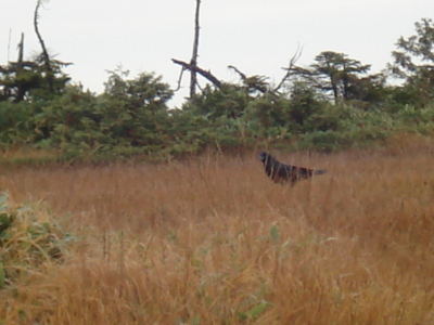 f:id:hatekota810:20090923182940j:image