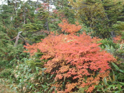 f:id:hatekota810:20090923182942j:image