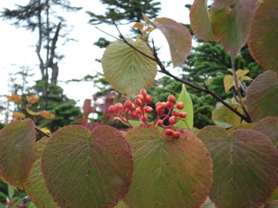 f:id:hatekota810:20090923182946j:image