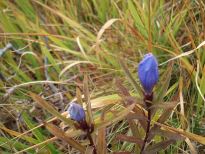 f:id:hatekota810:20090927185649j:image