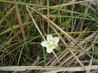 f:id:hatekota810:20090927185654j:image