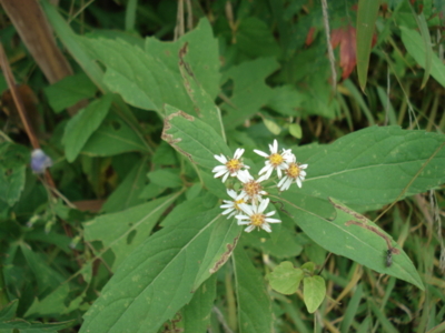 f:id:hatekota810:20090927185656j:image