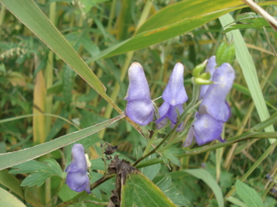 f:id:hatekota810:20090927185658j:image