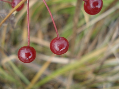 f:id:hatekota810:20090927190302j:image