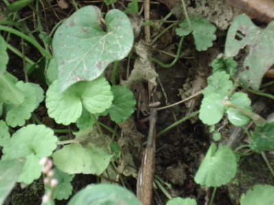 f:id:hatekota810:20090928192927j:image