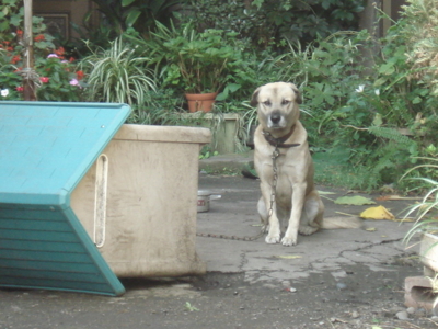 f:id:hatekota810:20091003071335j:image