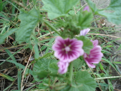 f:id:hatekota810:20091005045841j:image