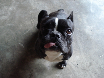 f:id:hatekota810:20091006052958j:image