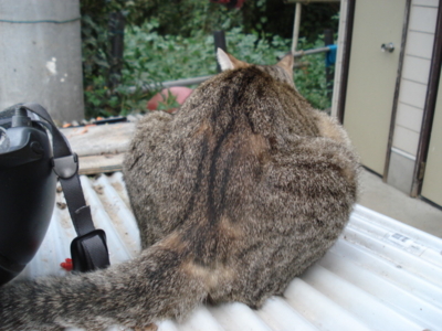 f:id:hatekota810:20091006053413j:image