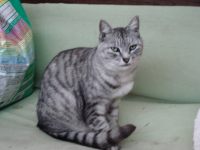 f:id:hatekota810:20091006053445j:image