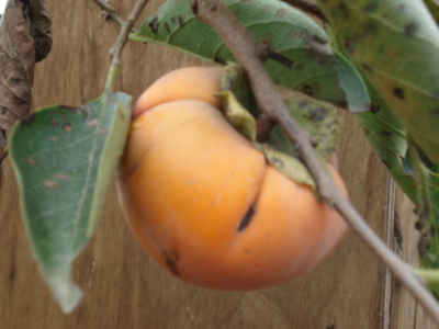 f:id:hatekota810:20091007052004j:image