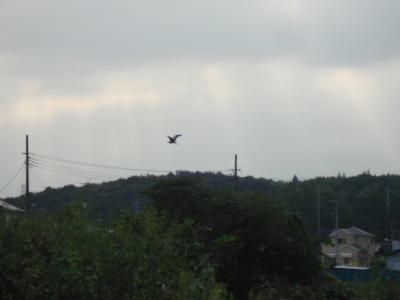 f:id:hatekota810:20091007052125j:image