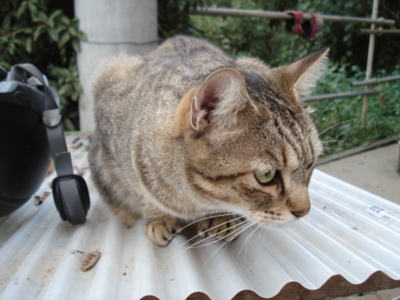 f:id:hatekota810:20091007052522j:image