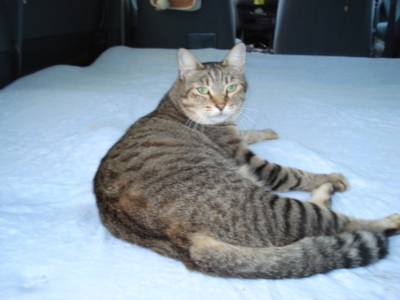 f:id:hatekota810:20091007052527j:image