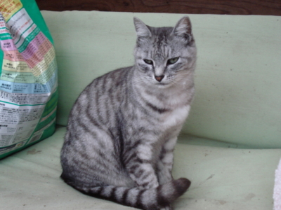 f:id:hatekota810:20091007052712j:image