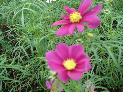 f:id:hatekota810:20091010044951j:image