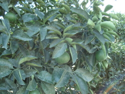 f:id:hatekota810:20091018081800j:image