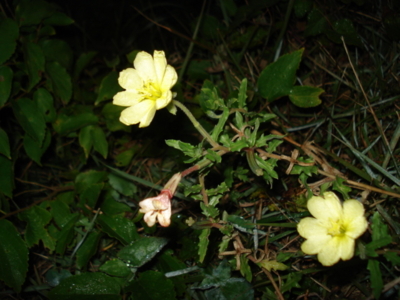 f:id:hatekota810:20091018145736j:image