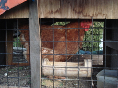 f:id:hatekota810:20091024065528j:image