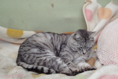 f:id:hatekota810:20091025181808j:image