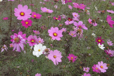 f:id:hatekota810:20091025181901j:image