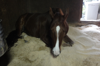 f:id:hatekota810:20091025182251j:image