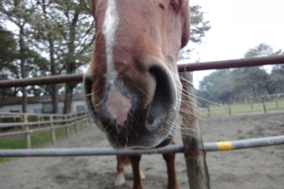 f:id:hatekota810:20091025182311j:image