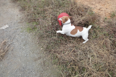 f:id:hatekota810:20091025182337j:image