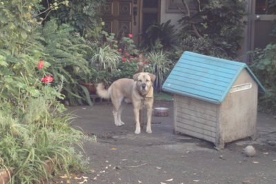 f:id:hatekota810:20091028072715j:image