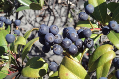 f:id:hatekota810:20091028072726j:image