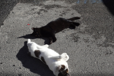 f:id:hatekota810:20091028073244j:image