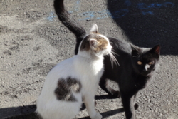 f:id:hatekota810:20091028073256j:image