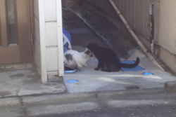 f:id:hatekota810:20091028073307j:image