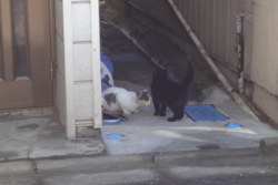 f:id:hatekota810:20091028073318j:image