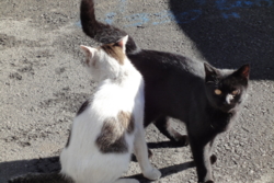 f:id:hatekota810:20091028073538j:image