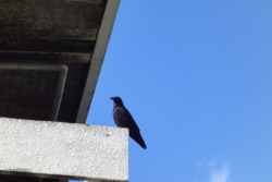 f:id:hatekota810:20091028074320j:image