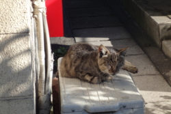 f:id:hatekota810:20091028074343j:image