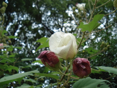 f:id:hatekota810:20091030203116j:image