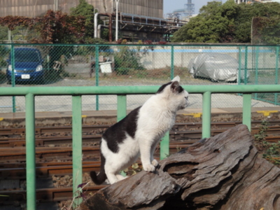 f:id:hatekota810:20091103052644j:image