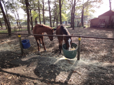 f:id:hatekota810:20091228030258j:image