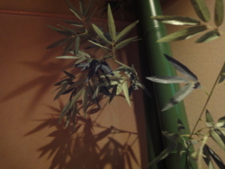 f:id:hatekota810:20100318195355j:image