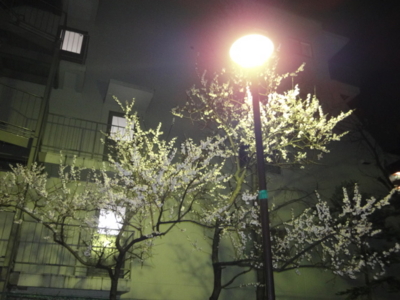 f:id:hatekota810:20100319222355j:image