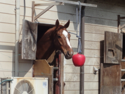 f:id:hatekota810:20100326053101j:image