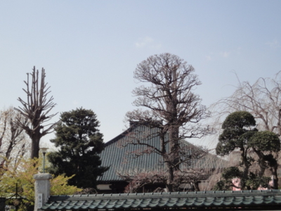 f:id:hatekota810:20100416050531j:image