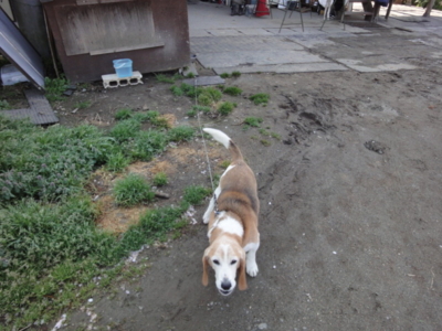 f:id:hatekota810:20100418183432j:image