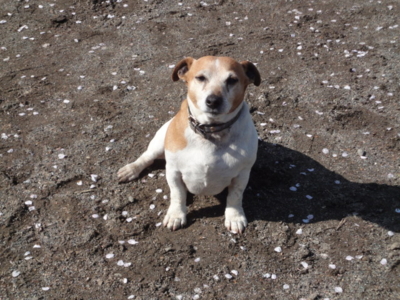 f:id:hatekota810:20100418183433j:image