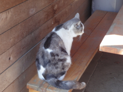 f:id:hatekota810:20100418184233j:image