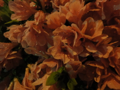 f:id:hatekota810:20100420224804j:image f:id:hatekota810:20100420224804j:image