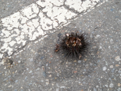 f:id:hatekota810:20100429151336j:image